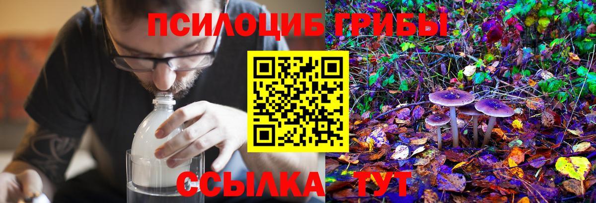 Галлюциногенные грибы Psilocybe Троицк